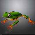 Vibrant Green Frog With Orange Legs And White Eyes On Dark Surface