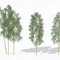 Natural Bamboo Plants With Tall Green Stalks And Lush Foliage Growth