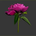 Vibrant Pink Peony Flower With Green Leaves And Stem On Dark Background