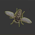 Detailed Horsefly Insect With Transparent Wings Striped Body And Orange Legs