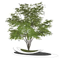 landscape tree red maple claw maple pond 3d model