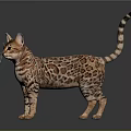 Bengal Cat With Leopard Print Fur Standing On Dark Background 3d model