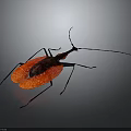 Insect with Red Wings Black Legs and Long Antennae on Gray Background