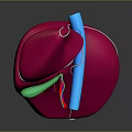 Abdominal Organ 3D Model Anatomical Structure With Pink Green Blue Components