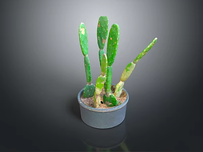 Healthy Cactus Plant With Green Flat Stems In Gray Pot Against Dark Background 3d model