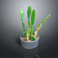 Healthy Cactus Plant With Green Flat Stems In Gray Pot Against Dark Background