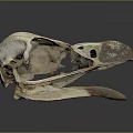 Bird Skull Organ Structure With Beak And Bone Details On Dark Background 3d model