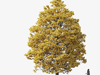 Large Arbor With Vibrant Yellow Leaves Against White Sky And Person Silhouette 3d model