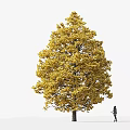 Large Arbor With Vibrant Yellow Leaves Against White Sky And Person Silhouette