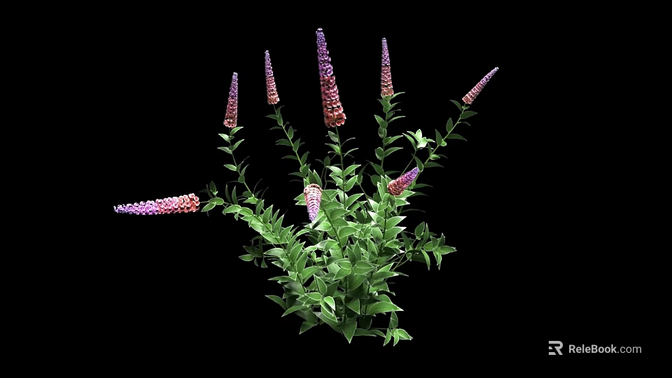 Green Leafy Plants With Purple And Pink Spiked Flowers On Black Background 3d model 