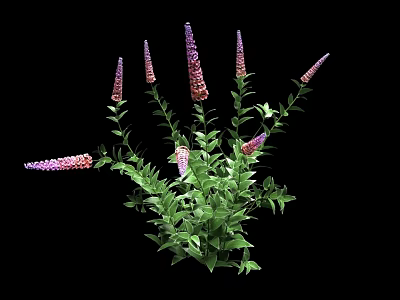 Green Leafy Plants With Purple And Pink Spiked Flowers On Black Background 3d model