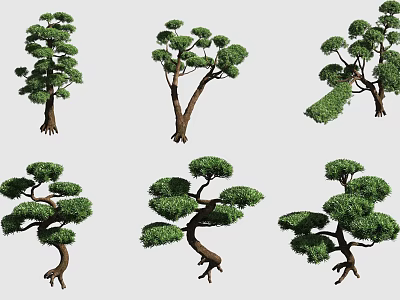 Bonsai Plants With Various Styles Unique Tree Shapes And Lush Green Foliage 3d model