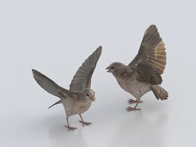 Two Light Colored Birds With Spread Wings Standing On White Background 3d model