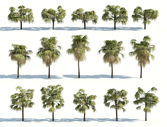 Modern Palm Tree 3d model