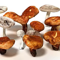 Various Fresh Mushrooms with Different Cap Shapes and Colors Displayed Together