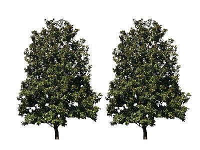 Modern Tree Big Tree 3d model