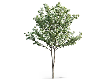 Healthy Natural Arbor With Lush Green Leaves And Slender Brown Trunk 3d model