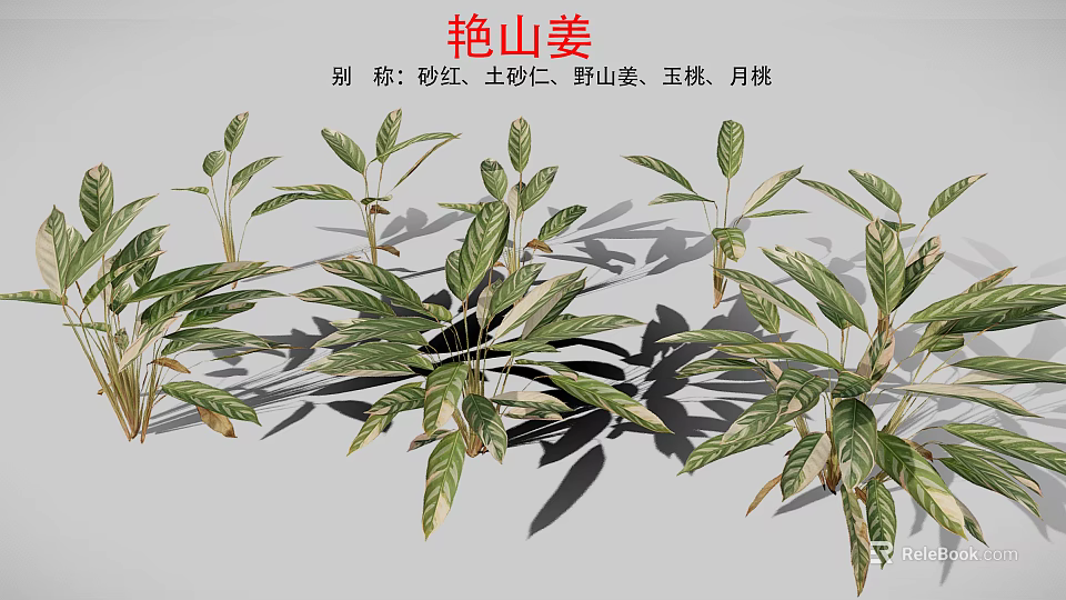 Ornamental Alpinia zerumbet Plant With Green Red Variegated Leaves And Tropical Foliage 3d model 