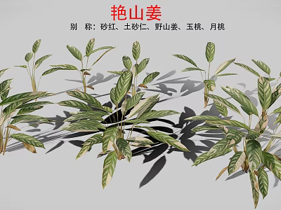 Ornamental Alpinia zerumbet Plant With Green Red Variegated Leaves And Tropical Foliage 3d model