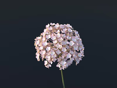 Beautiful Hydrangea Flower with Pink and White Petals and Green Stem Against Dark Background 3d model