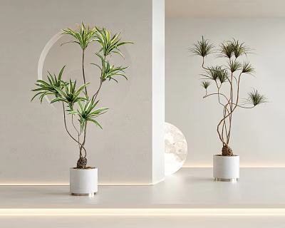 Indoor Bonsai Potted Plants In White Ceramic Pots For Modern Minimalist Interior Decor 3d model