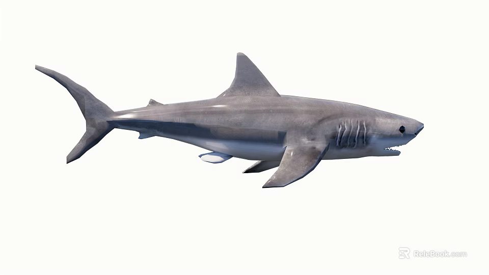 Adult Grey Shark With Sharp Teeth Dorsal Fin Long Tail And Muscular Body 3d model 