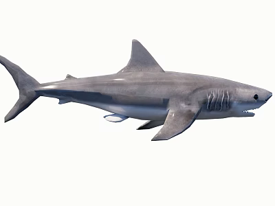 Adult Grey Shark With Sharp Teeth Dorsal Fin Long Tail And Muscular Body 3d model