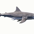 Adult Grey Shark With Sharp Teeth Dorsal Fin Long Tail And Muscular Body