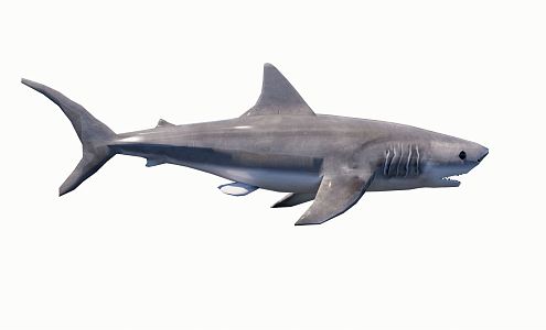 The Modern Shark 3d model