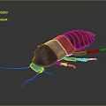 Detailed Red and Black Cockroach with Shiny Exoskeleton on Gray Background 3d model