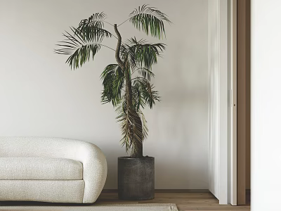 Tall Bonsai Plant Indoor Modern Living Room With White Sofa Gray Pot Wooden Floor 3d model