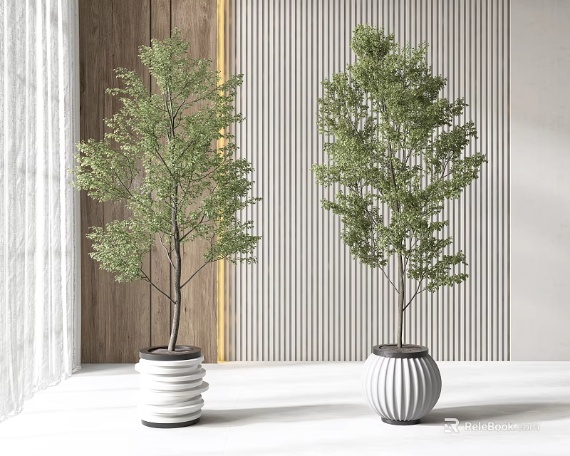 Two Bonsai Plants in White Ribbed Pots Against Wooden and Striped Wall with Natural Light 3d model 