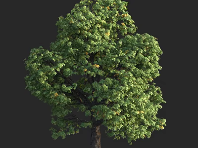 Lush Green Tree With Dense Foliage And Strong Brown Trunk 3d model