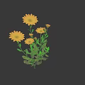 Several Yellow Flowers With Green Stems And Leaves On Dark Background