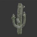 Green Cactus Plant With Multiple Branches And White Flowers On Gray Background