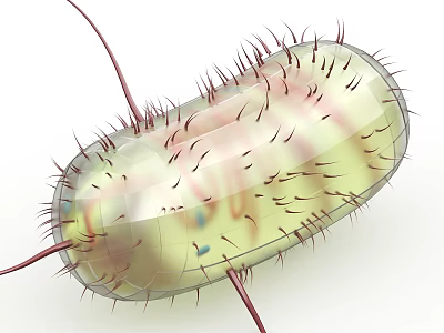 3D Rendered Bacteria Model With Flagella Pili And Transparent Cell Membrane Showing Internal Structures 3d model