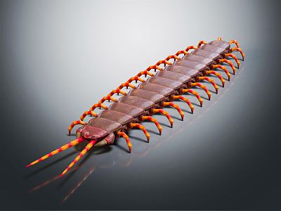 Modern millipeds insect 3d model