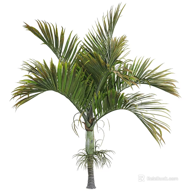 Tropical Palm Tree with Lush Green Feathery Fronds and Tall Smooth Green Trunk 3d model 