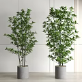 Tall Green Potted Plants In Gray Concrete Pots With White Wall And Wooden Floor