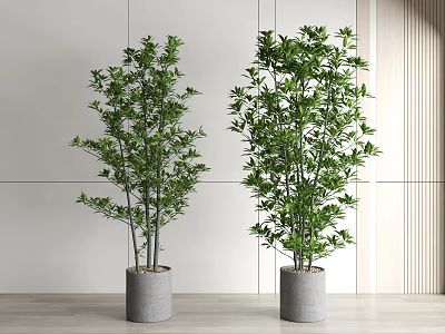 Tall Green Potted Plants In Gray Concrete Pots With White Wall And Wooden Floor 3d model
