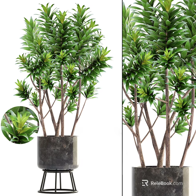 Green Leafy Bonsai Plant With Slender Branches In Dark Pot For Indoor Decor 3d model 