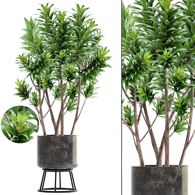 Green Leafy Bonsai Plant With Slender Branches In Dark Pot For Indoor Decor 3d model