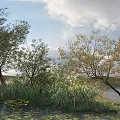 Tall Trees In Lakeside Natural Landscape With Reeds Grass And Cloudy Sky