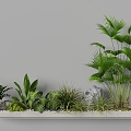 Indoor Landscape Landscape Fern Plant Heap Micro Terrain Tropical Plants 3d model