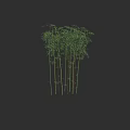 Tall Green Bamboo Stalks In Black Background For Interior Decoration