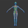 Medical Device 3D Human Anatomical Model with Skeleton and Muscle Structure for Medical Education