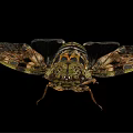 Detailed Cicada With Patterned Wings And Intricate Body Structure On Black Background 3d model