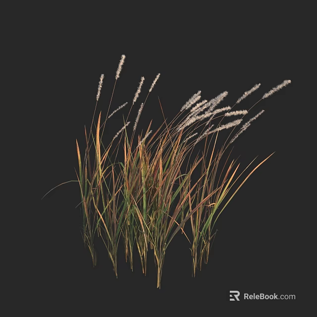 Slender Ornamental Grasses With White Spiky Plumes And Green Yellow Brown Hues 3d model 