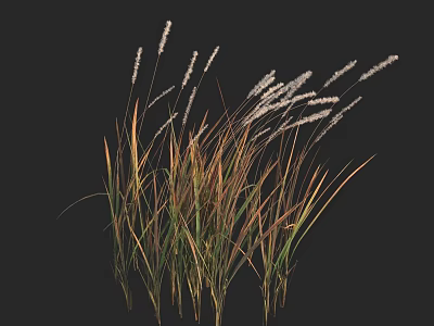 Slender Ornamental Grasses With White Spiky Plumes And Green Yellow Brown Hues 3d model