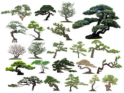 Chinese Pine Lohan Pine Modeling Pine Black Pine Landscape Tree Crooked Neck Tree Modeling Tree Bonsai Ornamental Tree Red Maple Colorful Trees Trees and Shrubs model